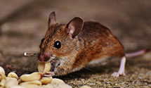 24 Hour & Emergency Exterminators in S B County Offices, CA